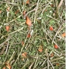 JR Farm Répa 100g