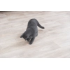 Trixie Játék Lézer Macskáknak Fehér/Kék 11cm